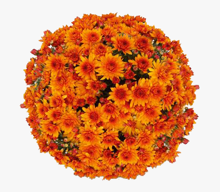 English Marigold, HD Png Download