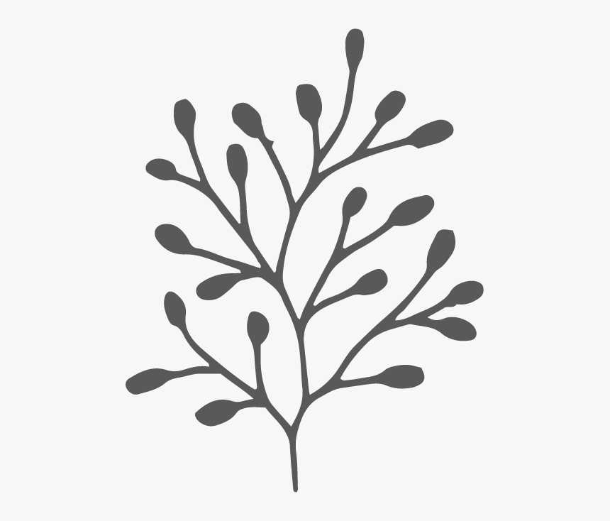 Cd Kakadu Plum - Twig, HD Png Download