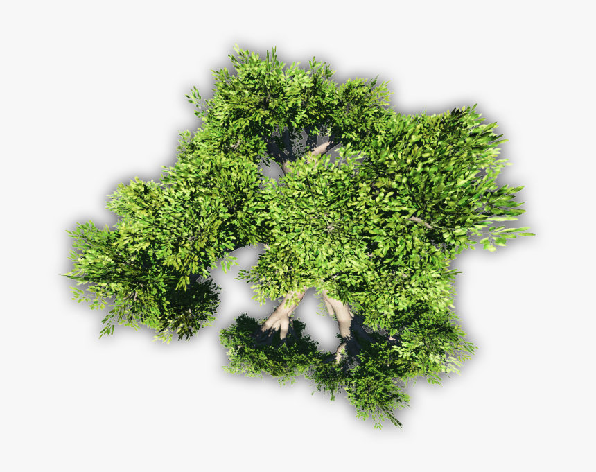 Meta 24 Mar - Birch Tree Plan Png, Transparent Png