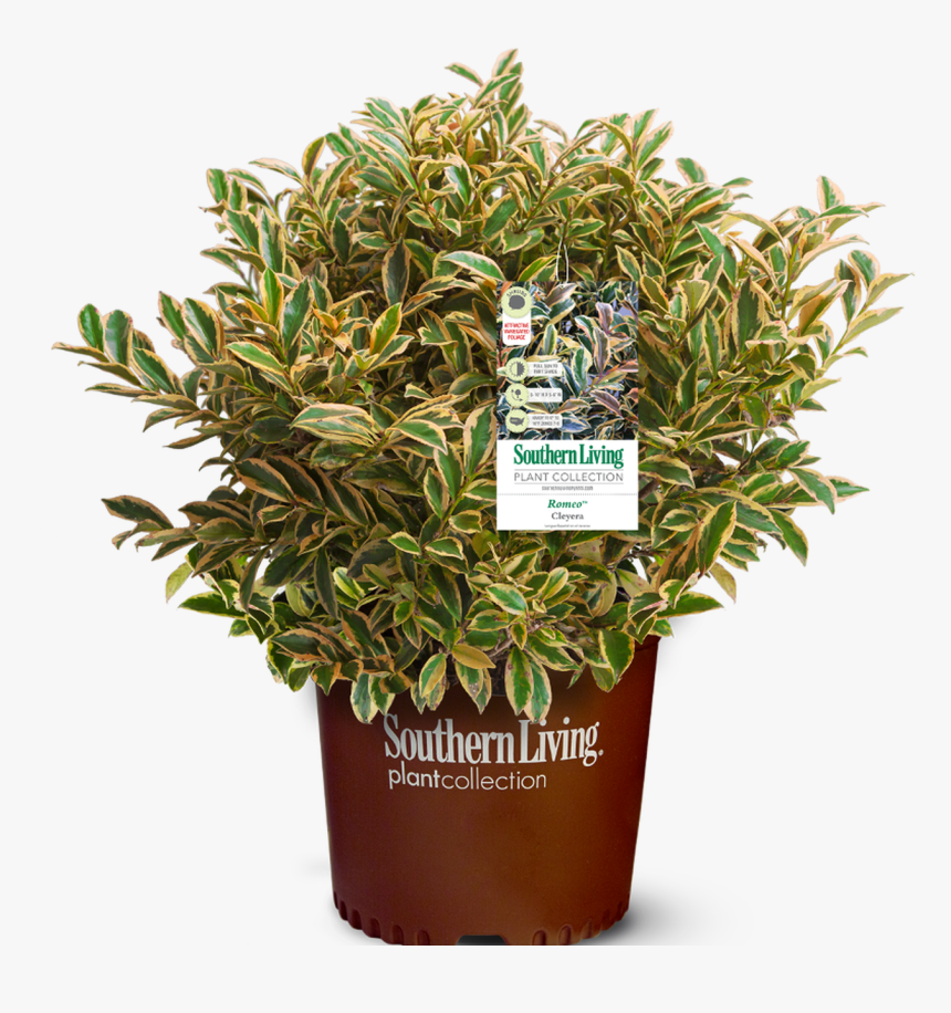 Romeo Cleyera In Branded Pot Main - Southern Living, HD Png Download