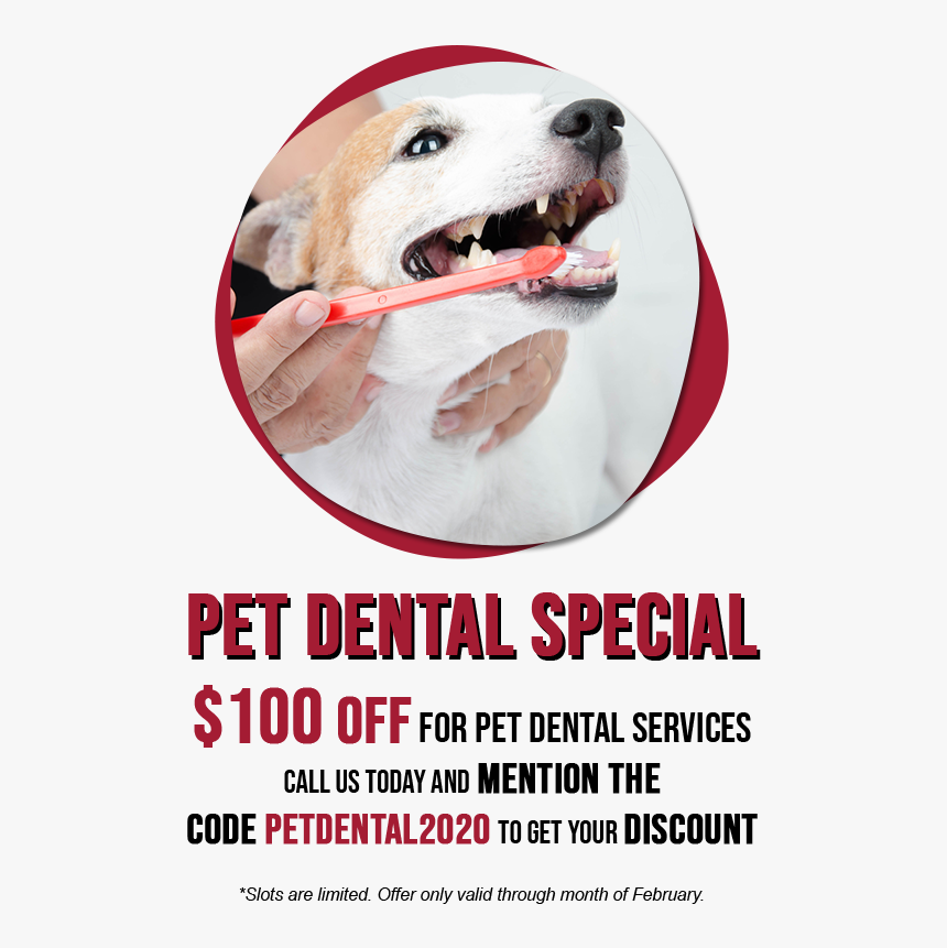 Contest - Dog Yawns, HD Png Download