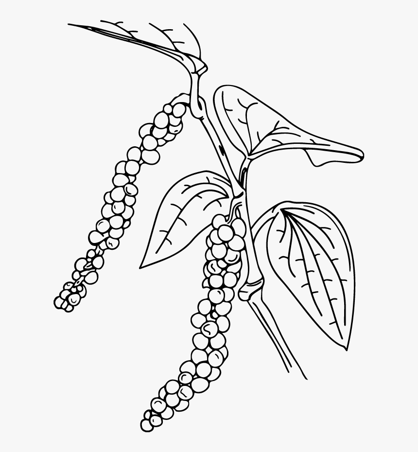 Black Pepper Line Art, HD Png Download