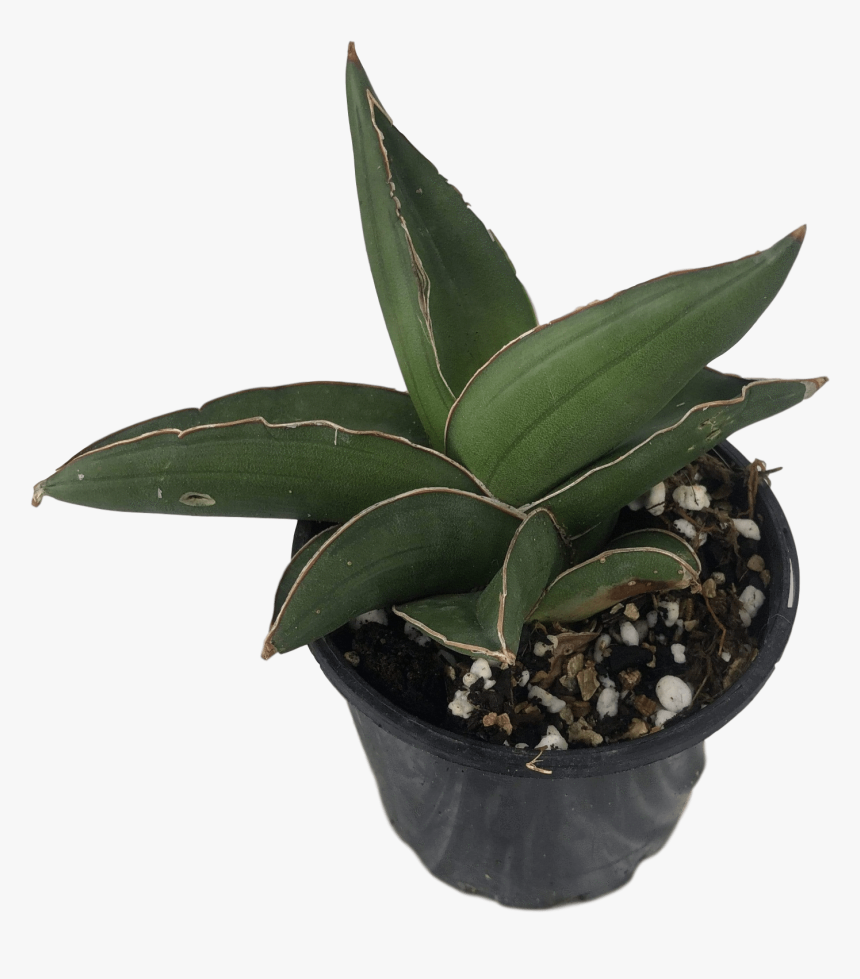 Images - Flowerpot, HD Png Download