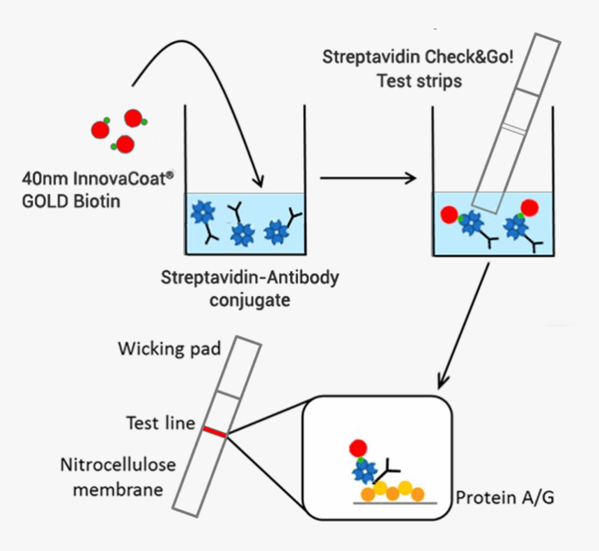 Strip Test Biotin Streptavidin, HD Png Download