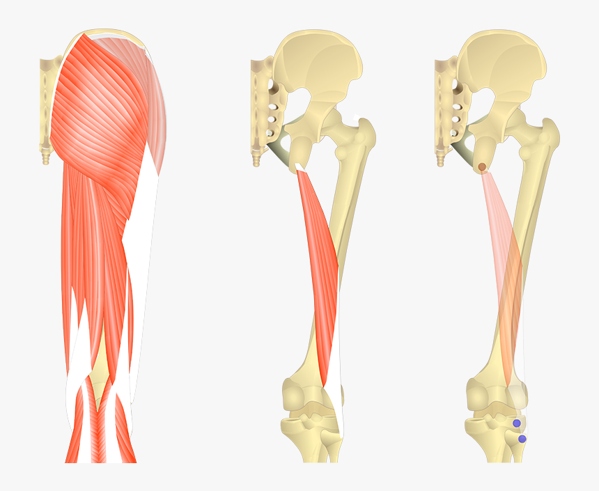 Bone, HD Png Download