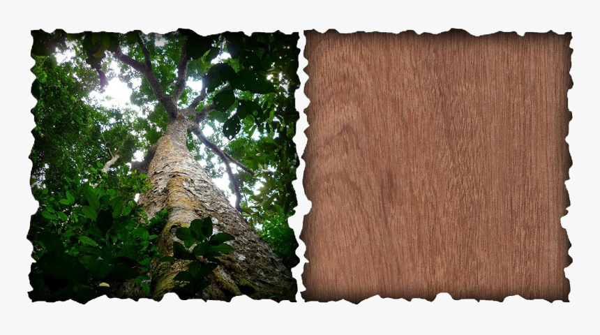 Picture - Forêt De Grands Arbres, HD Png Download