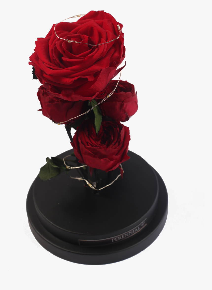 Garden Roses, HD Png Download