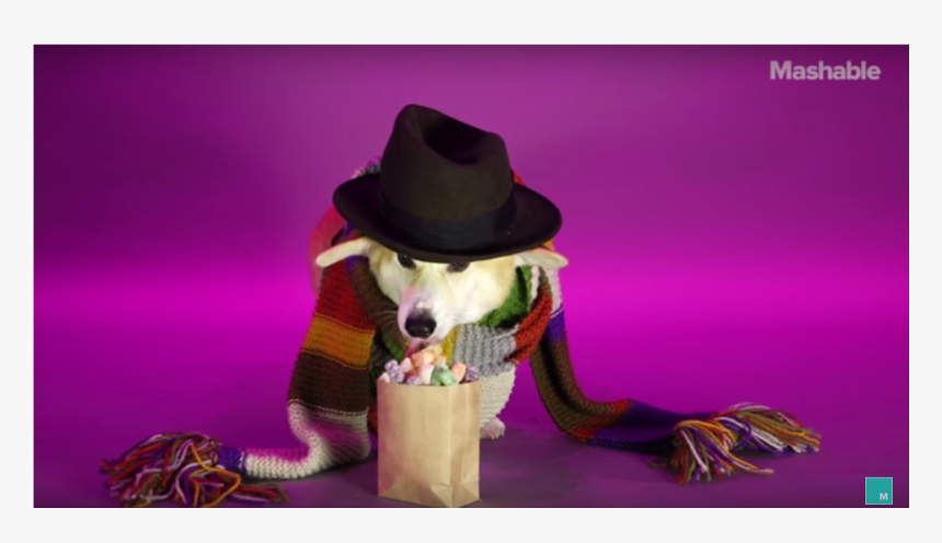 Dog Catches Something, HD Png Download