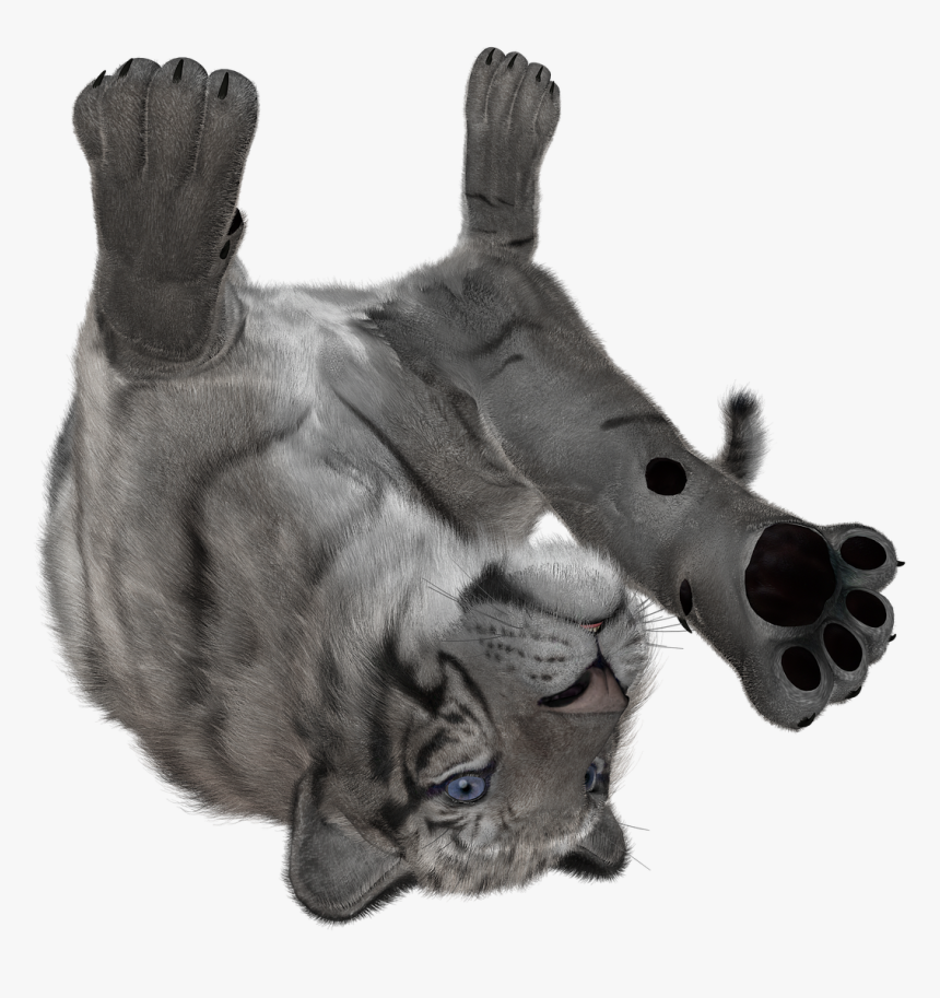 Donkey, HD Png Download