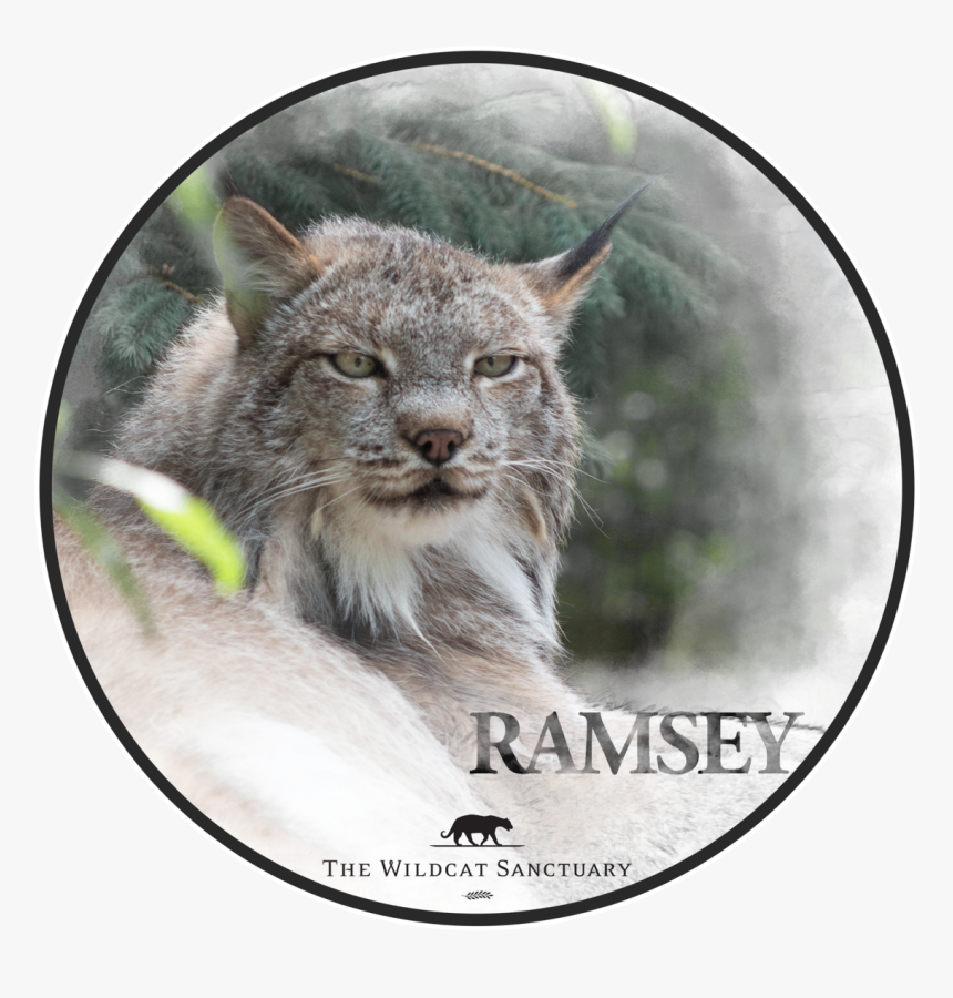 Smiley Face, HD Png Download