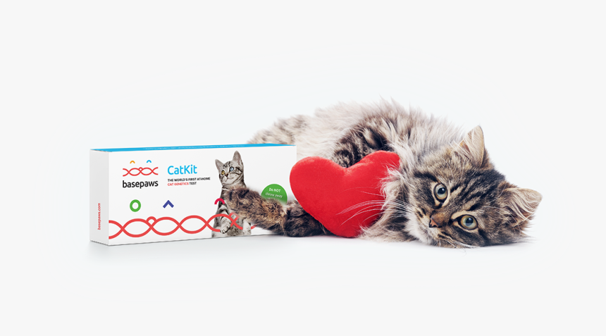 Kitten, HD Png Download