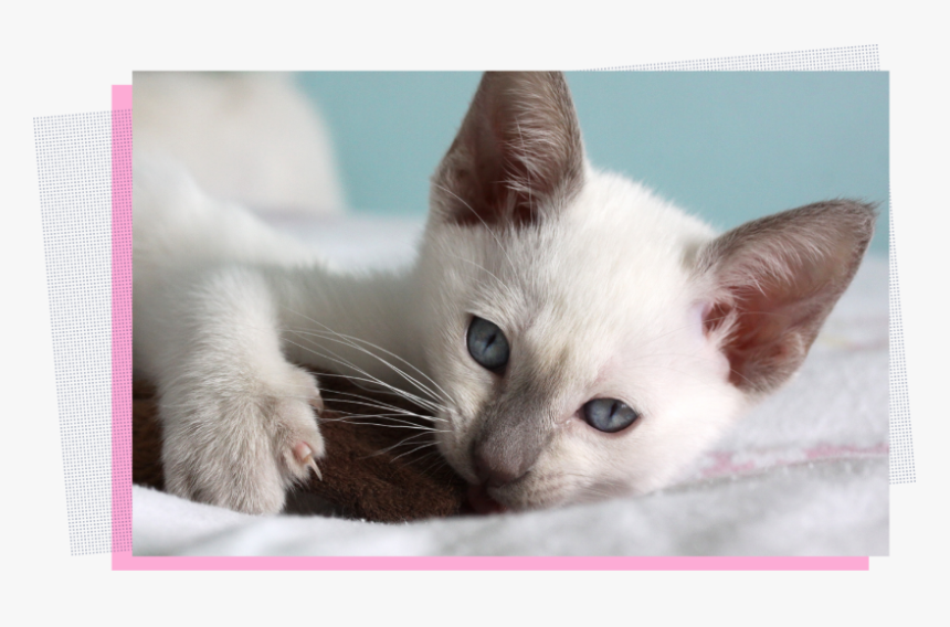 Thai, HD Png Download