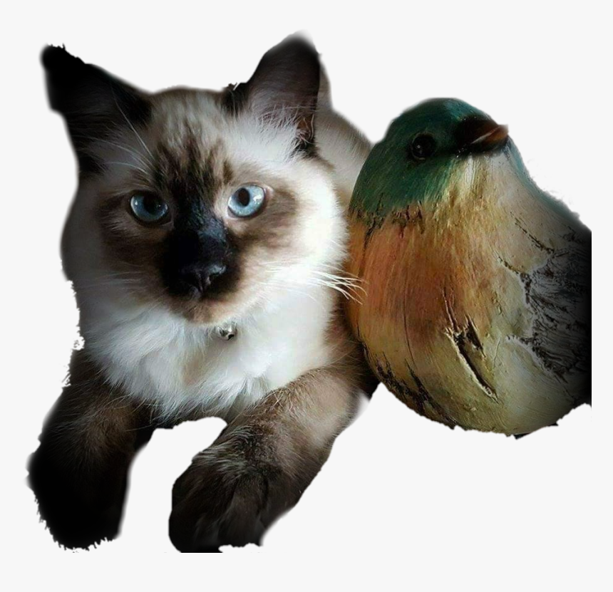 #kitten #louis #ragdoll #siamese #cat @libertymoon74 - Kitten, HD Png Download