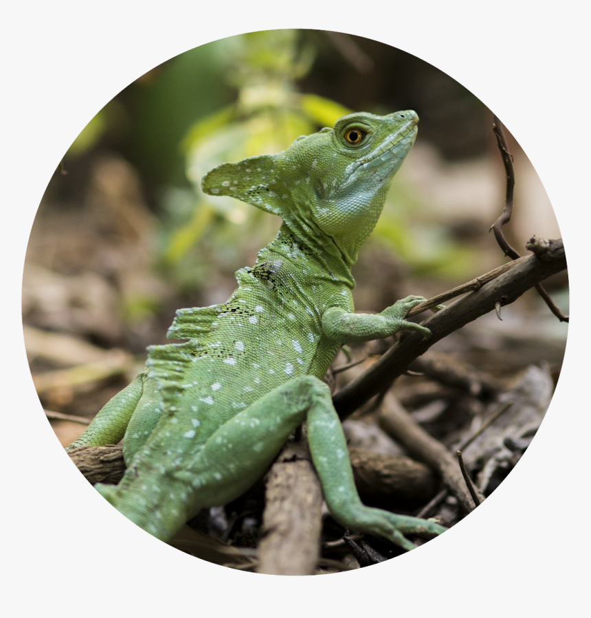 Animales Exoticos En Nicaragua, HD Png Download