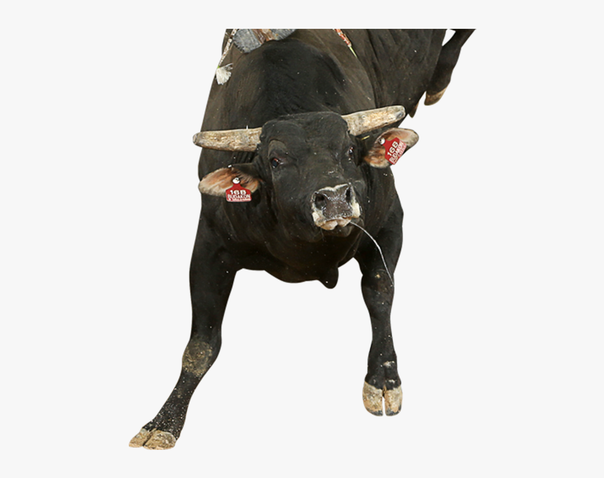 Budakon - Bull, HD Png Download