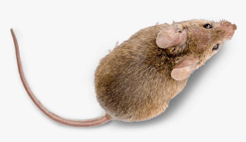 Mice Pest Control Treatment From Sudden Death - Marsh Rice Rat, HD Png Download