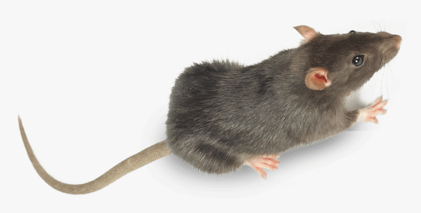 Rats Pest Control Treatment From Sudden Death - Marsh Rice Rat, HD Png Download