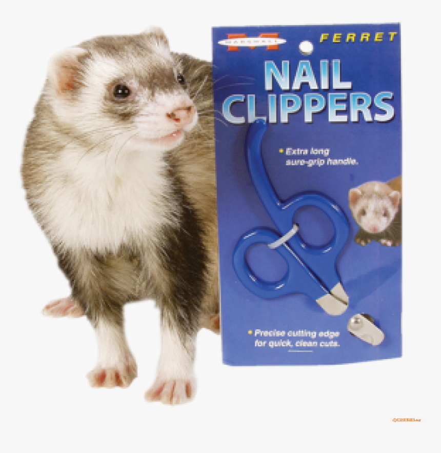 Marshall Ferret/rodent Nail Clippers - Furet Marshall, HD Png Download