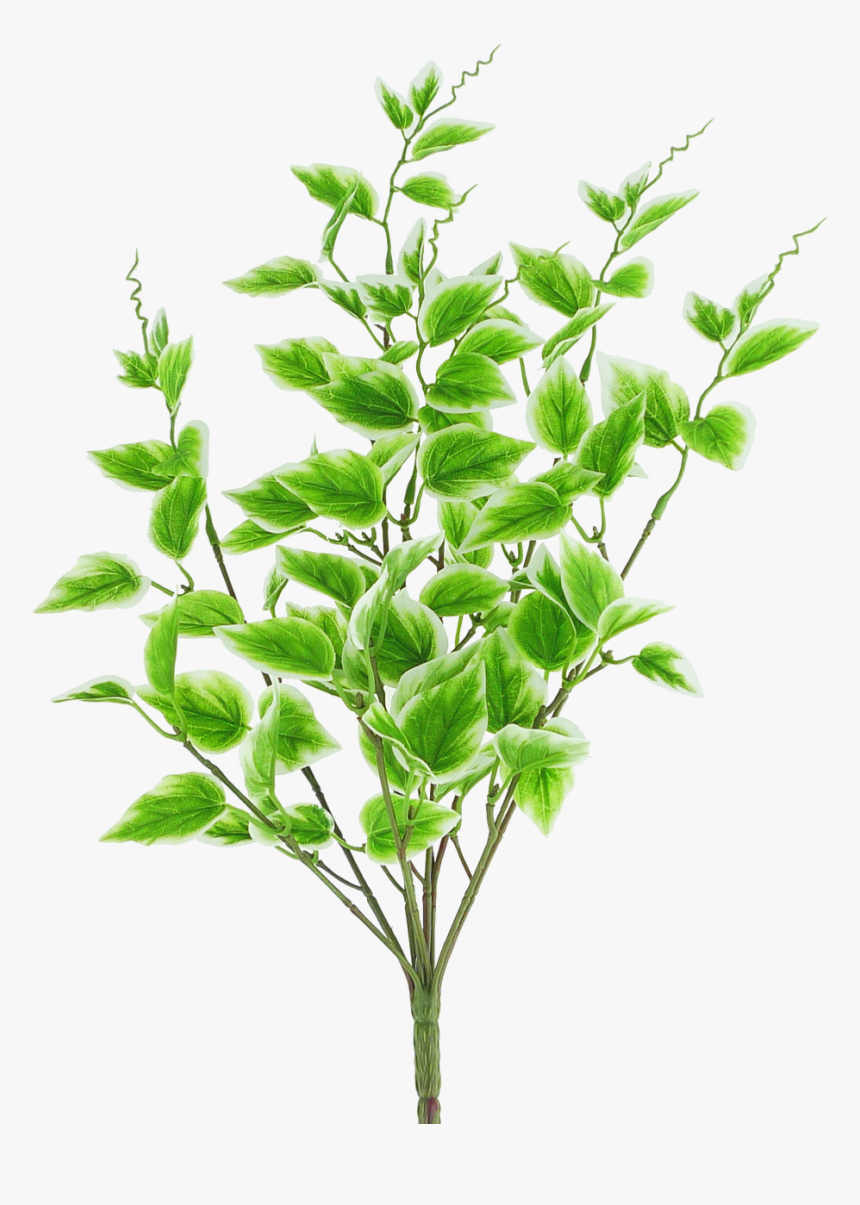 Variegated Vinca Spray - Houseplant, HD Png Download