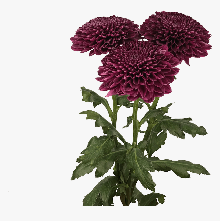 Chrysanths, HD Png Download