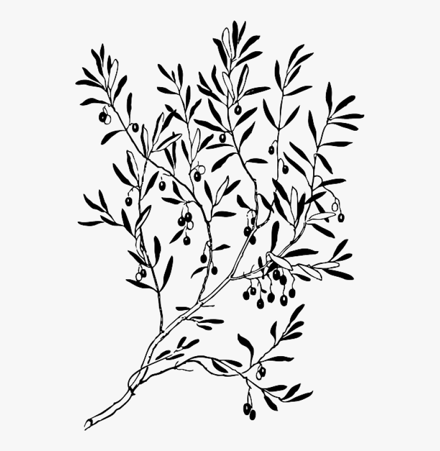 Clipart Freeuse Library Black Wreath Sketch Silhouette - Ancient Roman Olive Branch, HD Png Download