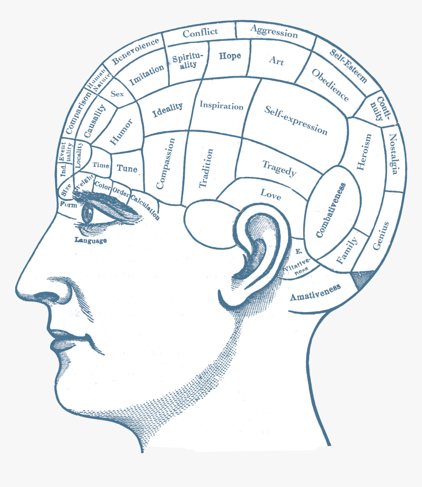 Image - Blank Phrenology Head, HD Png Download