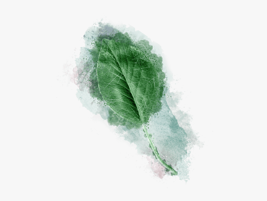 Leaf Vegetable, HD Png Download
