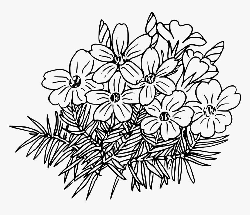 Wild Turkey Clipart Outline Black And White Image Library - Phlox Outline, HD Png Download