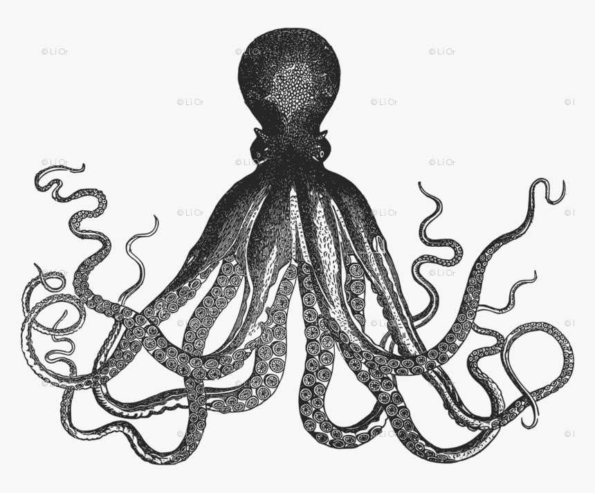 Image Transparent Oranges Clipart Octopus - Black And White Kraken, HD Png Download
