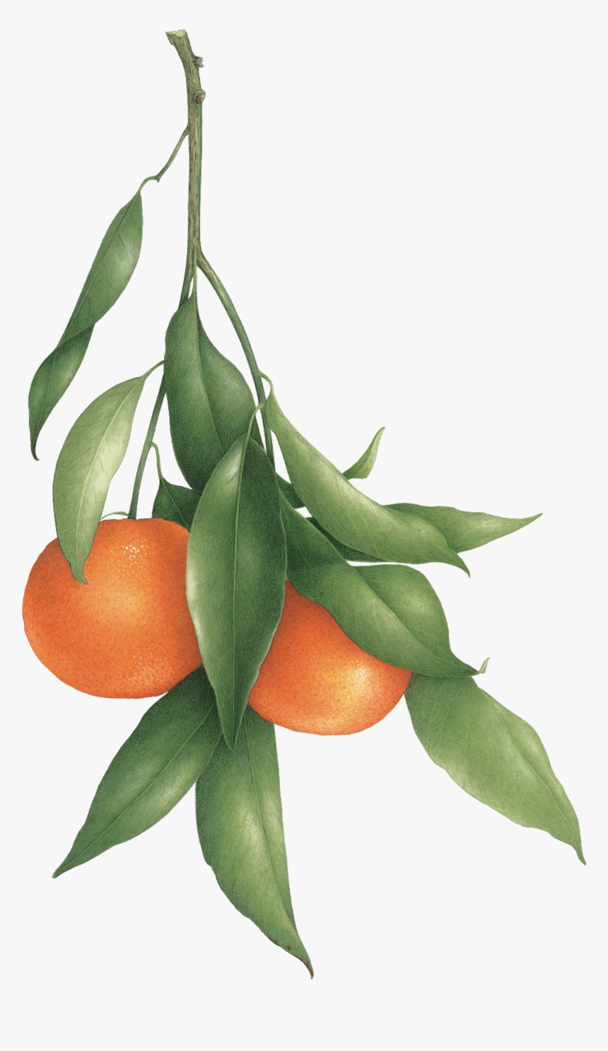 Clementine Png, Transparent Png