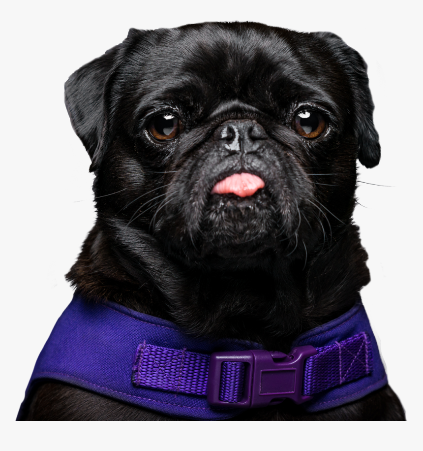 Muffinpug Rescue, HD Png Download