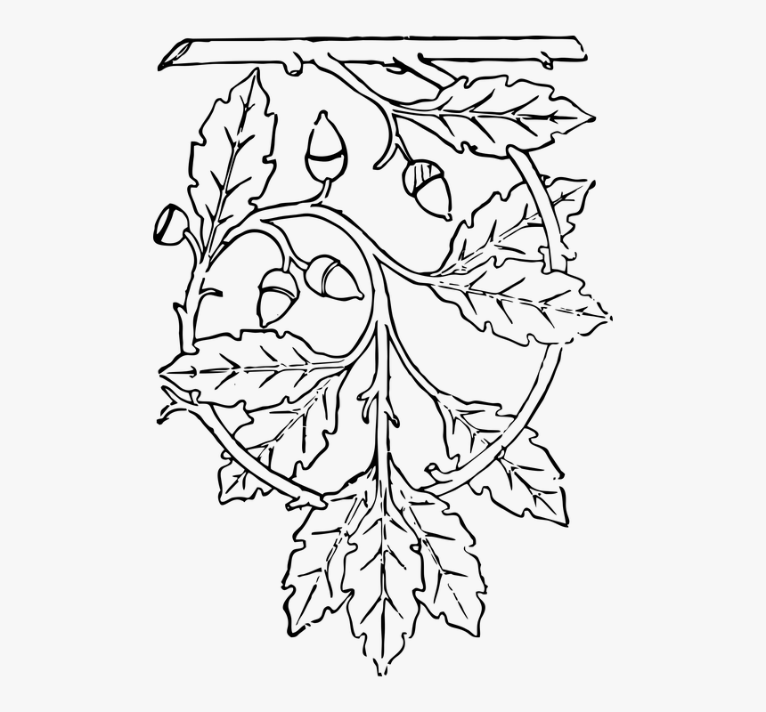 كيف ارسم شجرة البلوط, HD Png Download