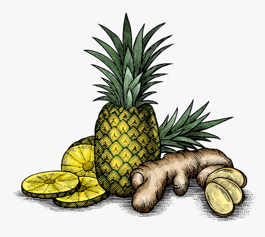 Fv Art-02 - Pineapple And Ginger Png, Transparent Png