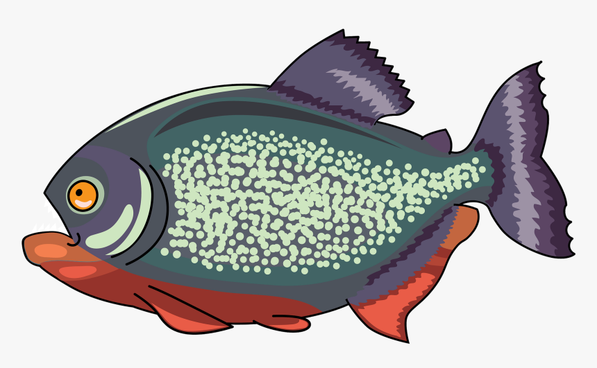 Pomacentridae, HD Png Download