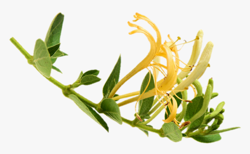 #flowers #honeysuckle, HD Png Download