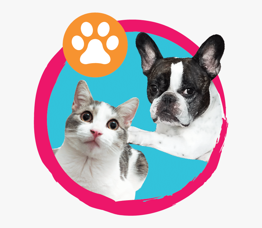 Meet The Team - Boston Terrier, HD Png Download