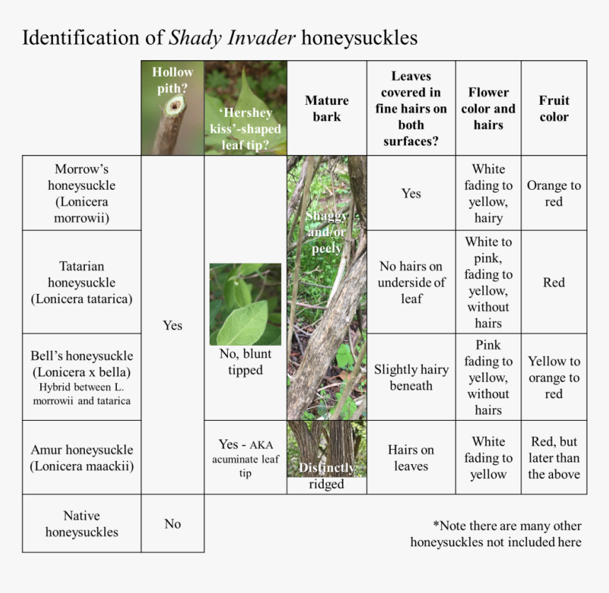 Transparent Honeysuckle Clipart - Tree, HD Png Download