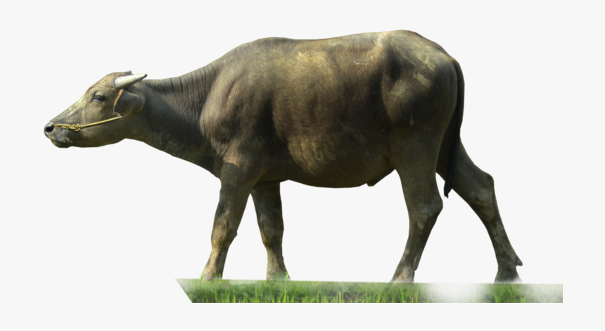 Buffalo Transparent - Water Buffalo Png, Png Download
