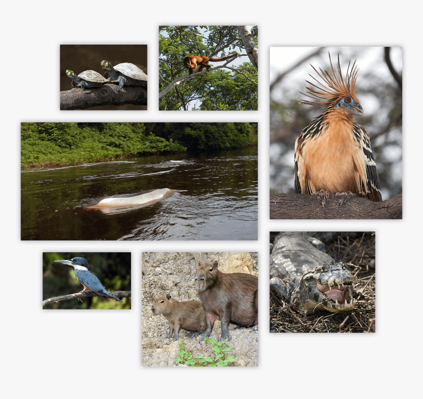 Green Jay, HD Png Download