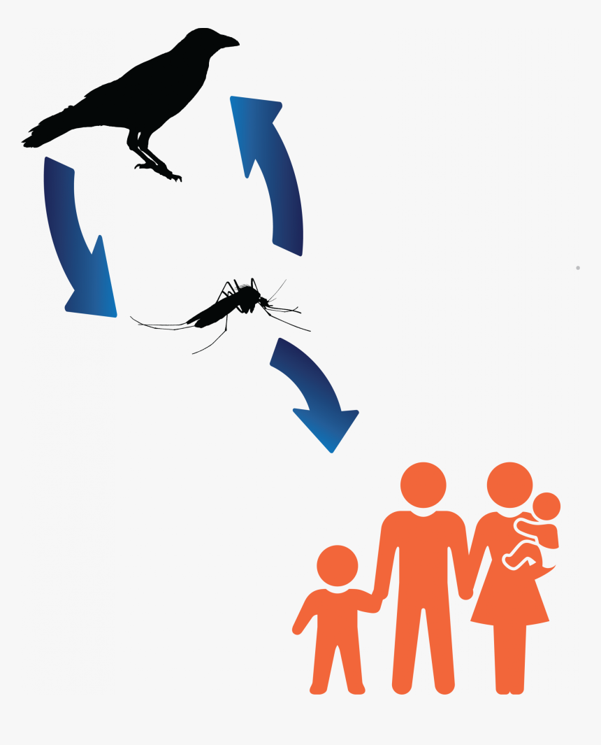 West Nile Virus Transmission Cycle, HD Png Download