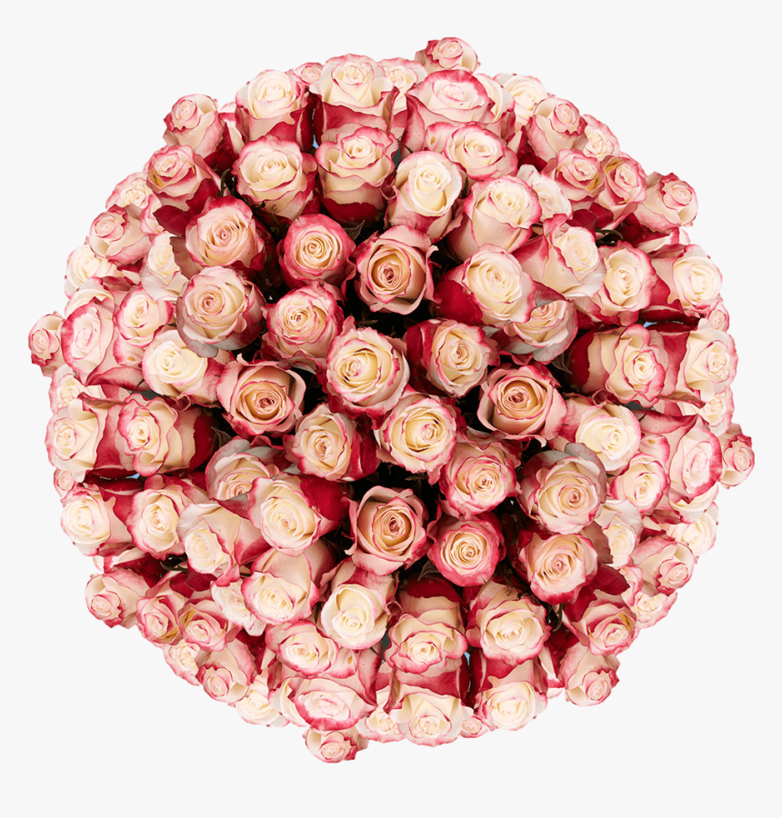 Garden Roses, HD Png Download