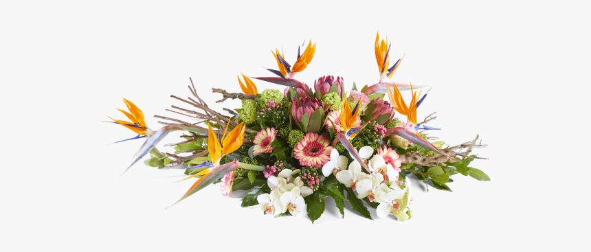 Quino Damen, HD Png Download