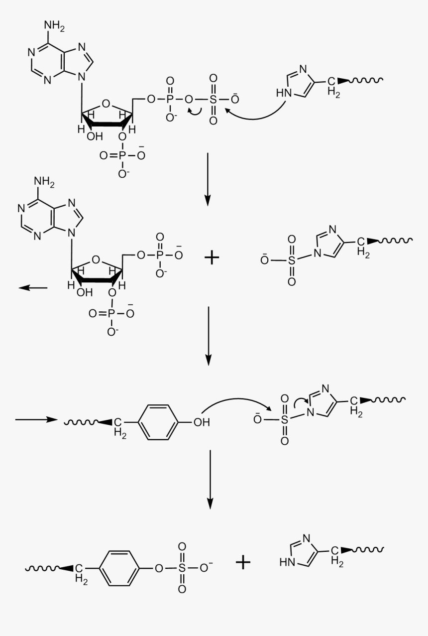 Ping Pong Mechanism Model For Tpst - Sulfation Of Tyrosine Mechanism, HD Png Download