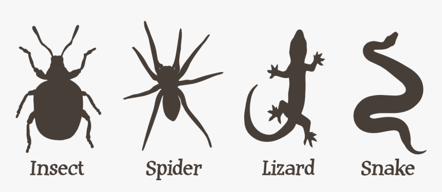 Alt Text - Gekkonidae, HD Png Download