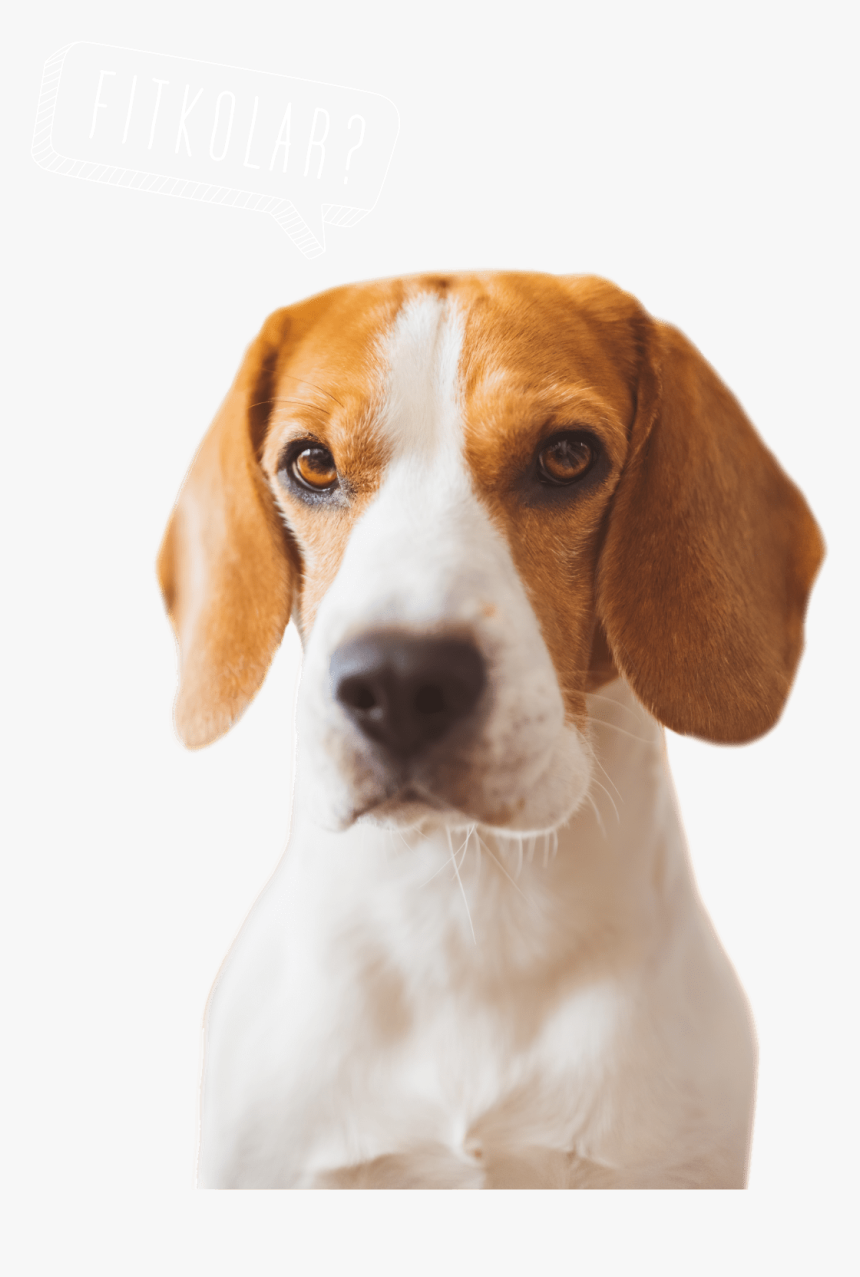 Dog Food - Beagle-harrier, HD Png Download