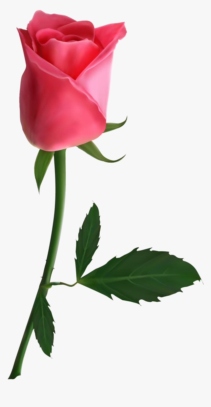 Pink Beautiful Flowers Roses, HD Png Download