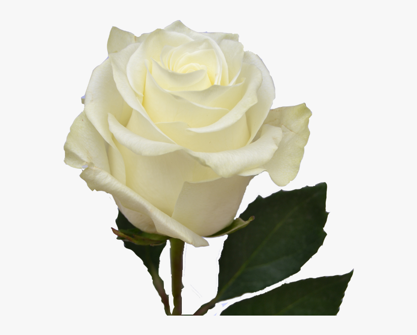 White Ecuadorian Roses, HD Png Download