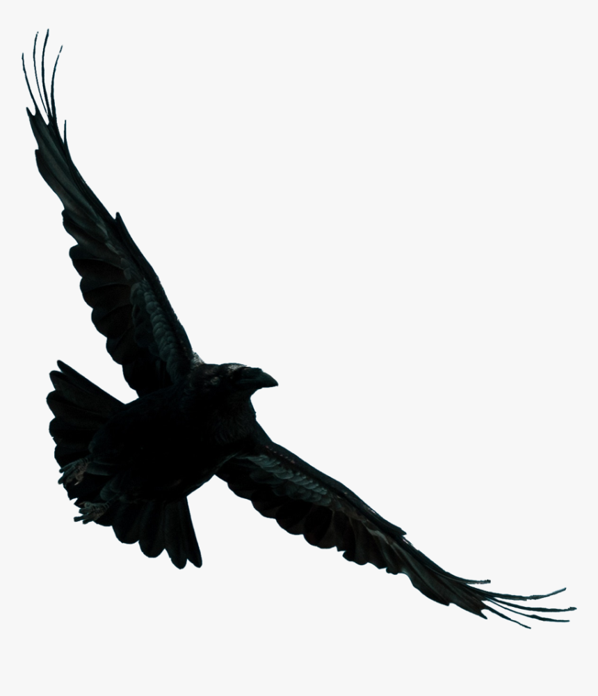 Kite, HD Png Download