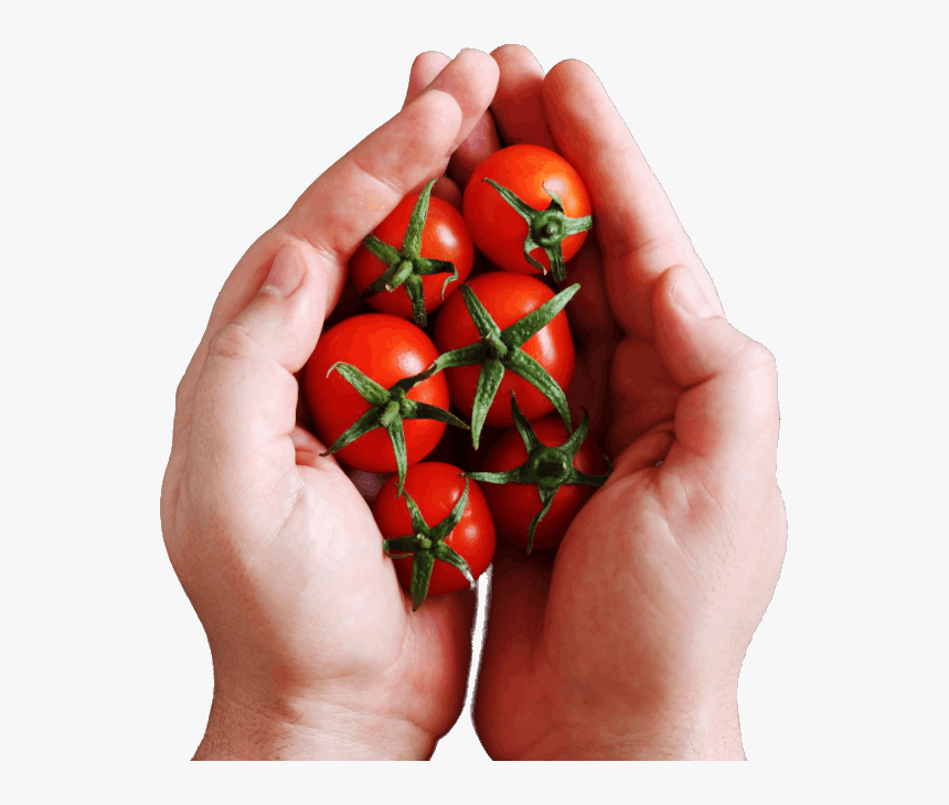 Cherry Tomatoes, HD Png Download