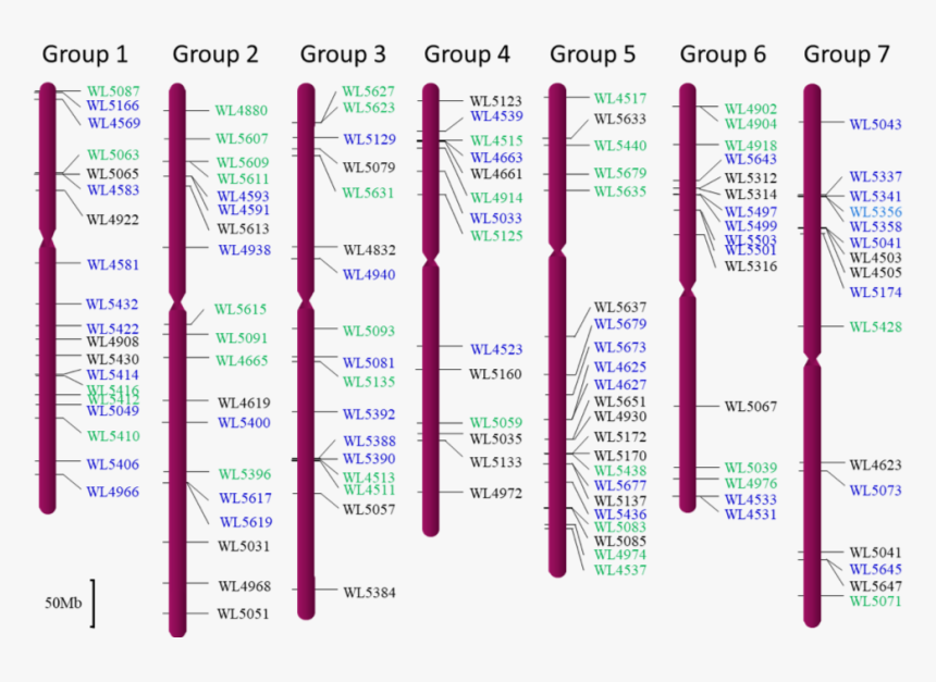 Carmine, HD Png Download